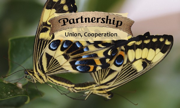 Partnership - Life Shaping Deck