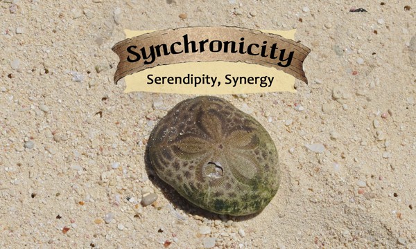 Synchronicity - Life Shaping Deck