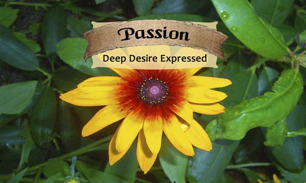 Passion - Life Shaping Deck